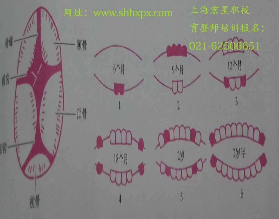 乳牙萌出顺序图